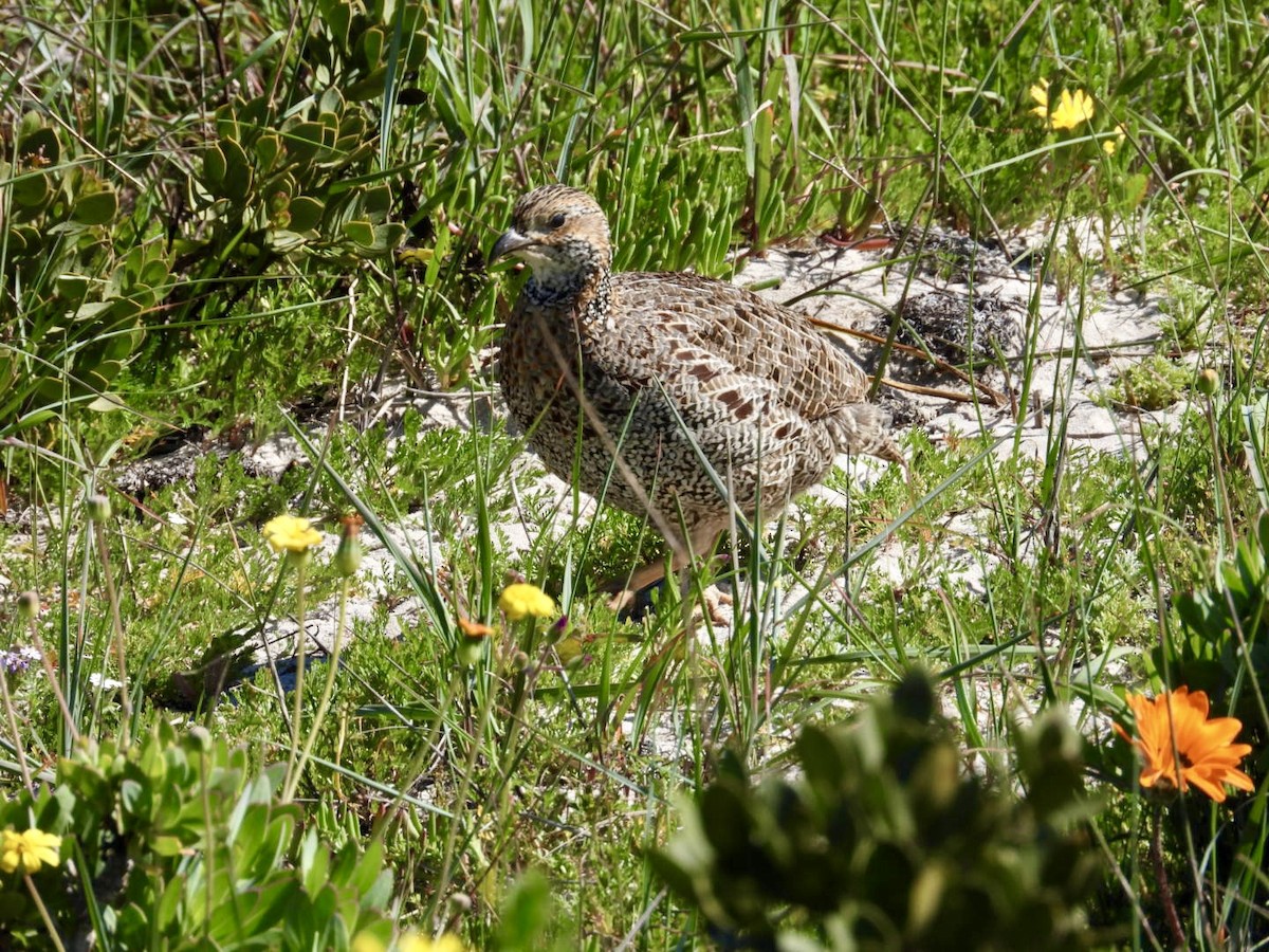 Gray-winged Francolin - ML623365327