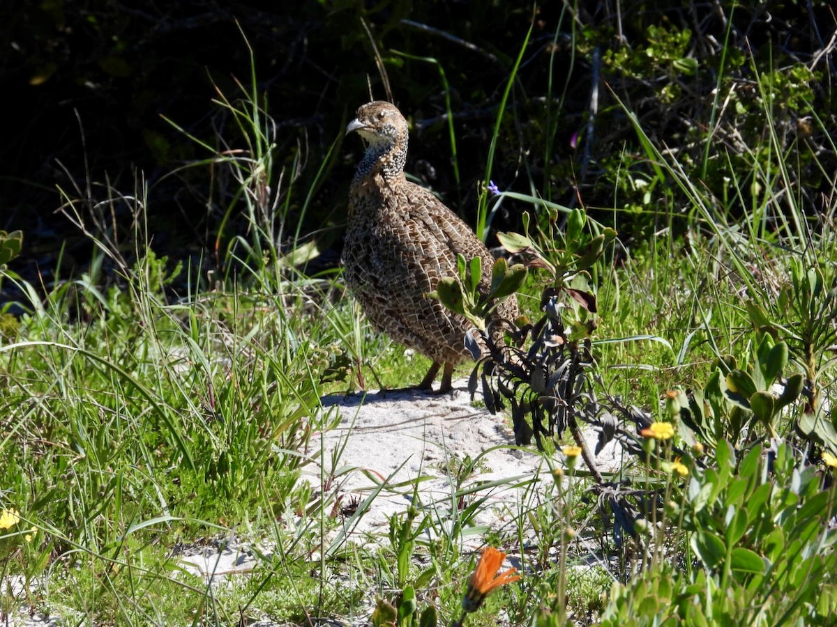 Gray-winged Francolin - ML623365328