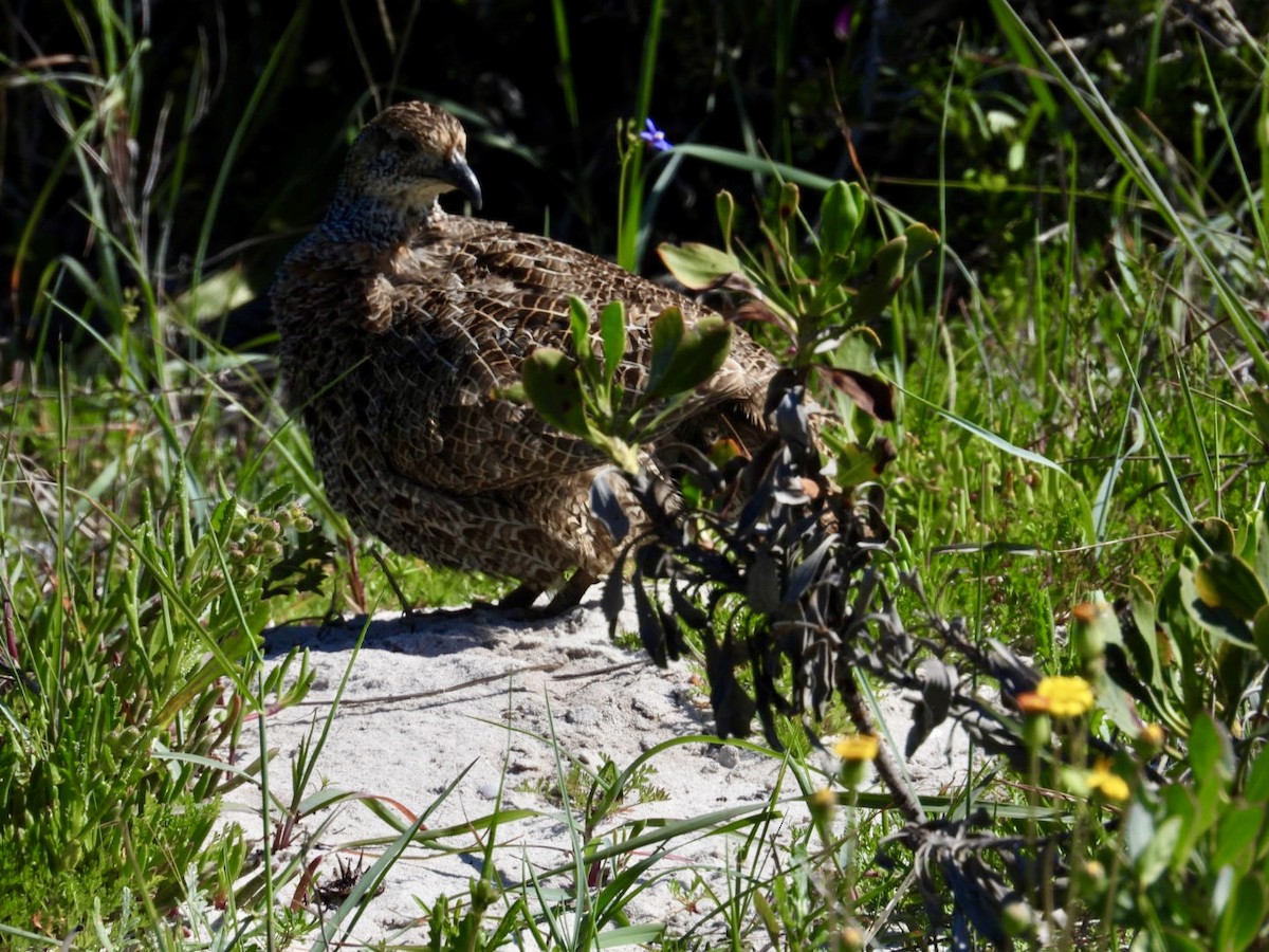 Gray-winged Francolin - ML623365329