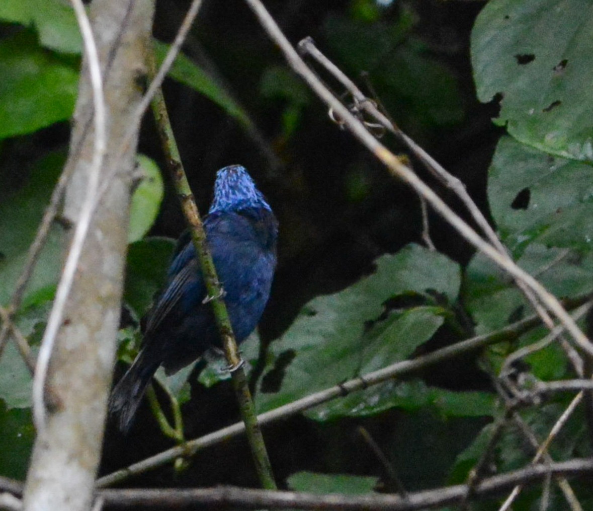 Blue Bunting - ML623365416