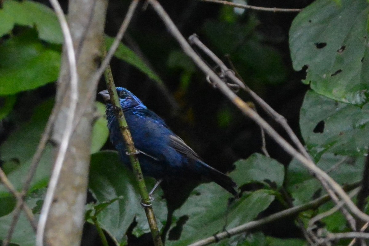 Blue Bunting - ML623365417