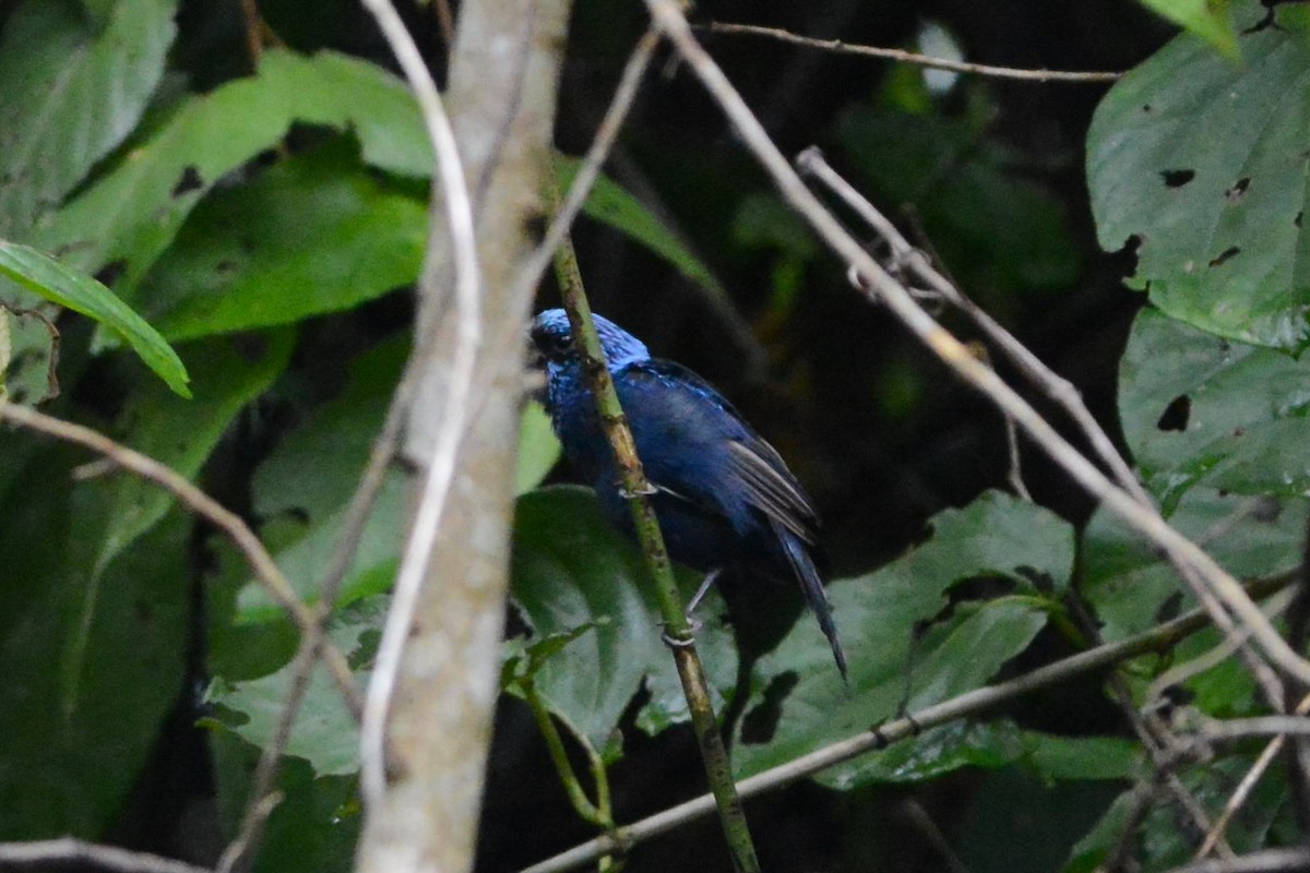 Blue Bunting - ML623365418