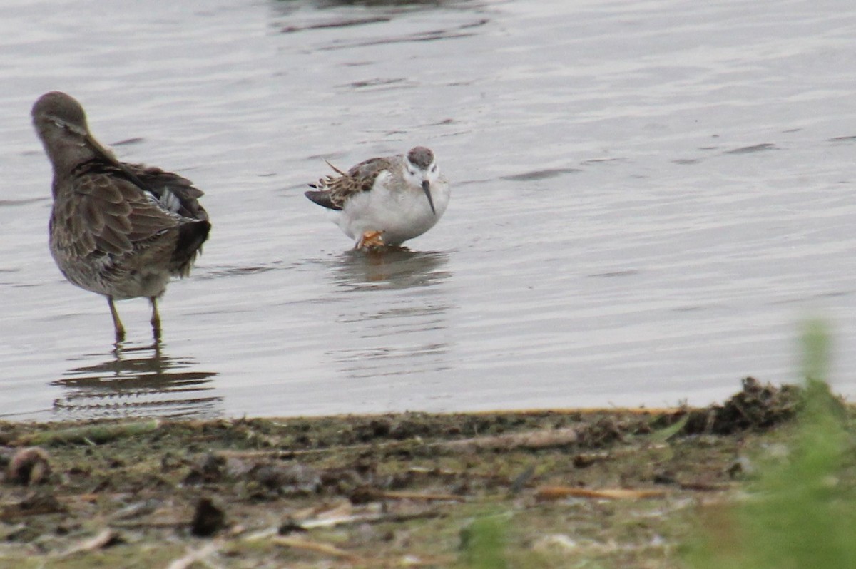 Wilson's Phalarope - ML623365445