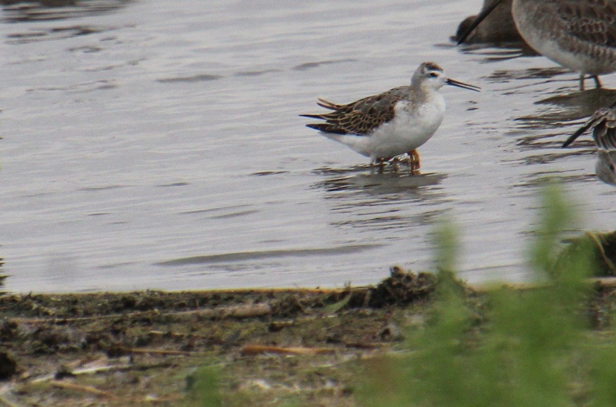 Wilson's Phalarope - ML623365477