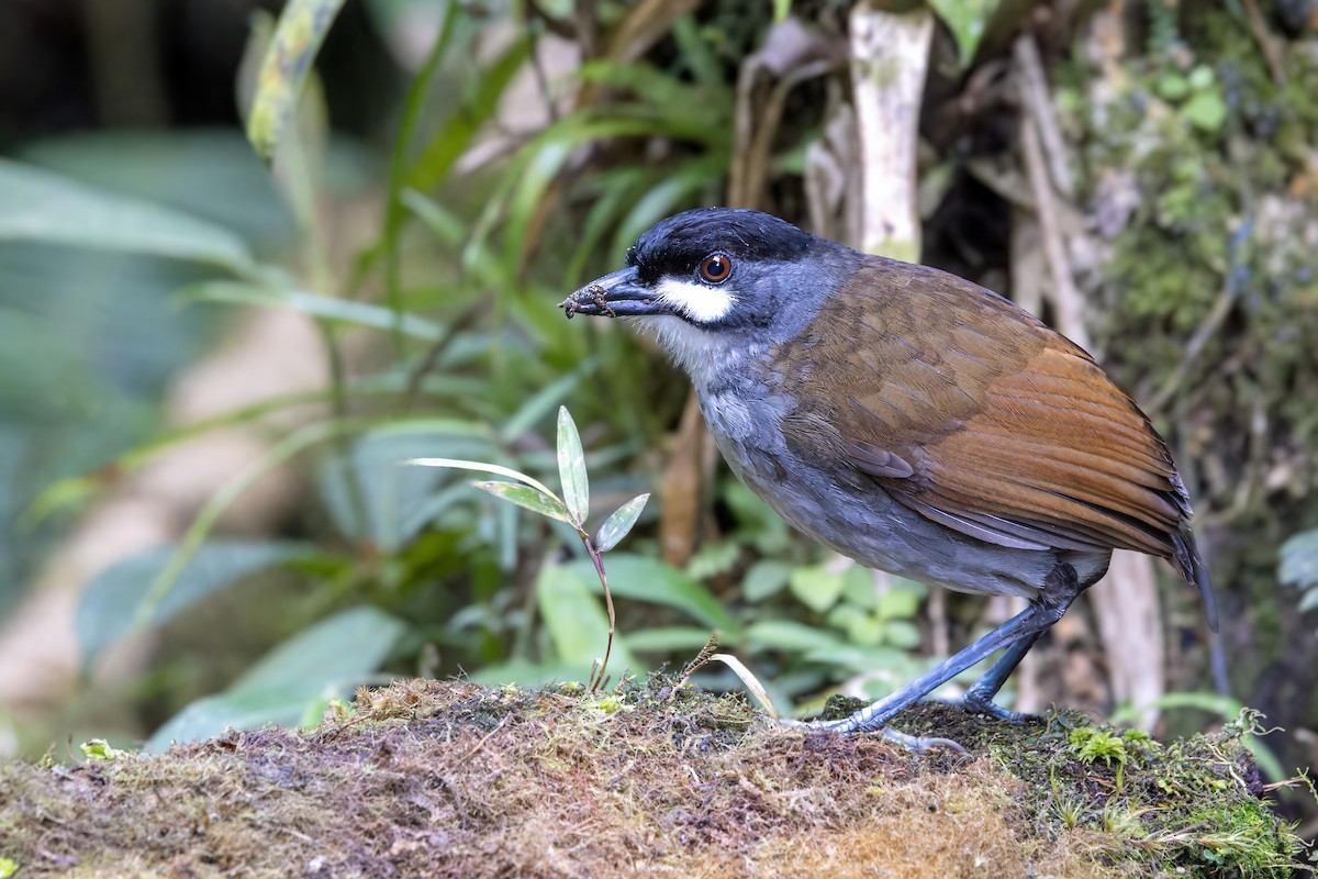 Jocotoco Antpitta - ML623365491