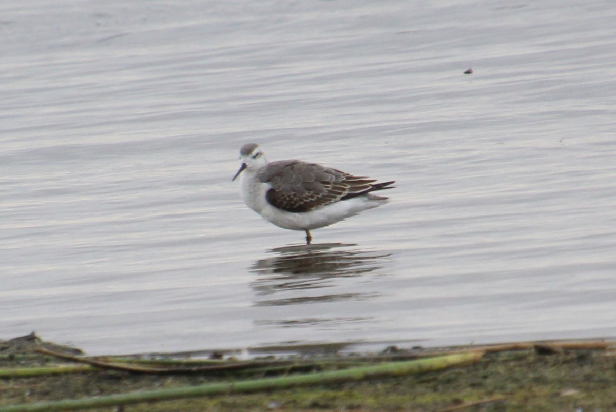 Wilson's Phalarope - ML623365492