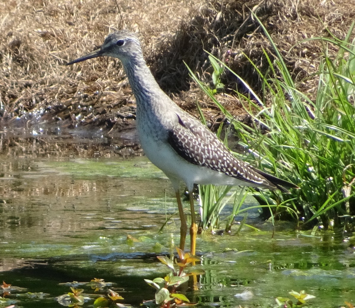 Lesser Yellowlegs - ML623365522