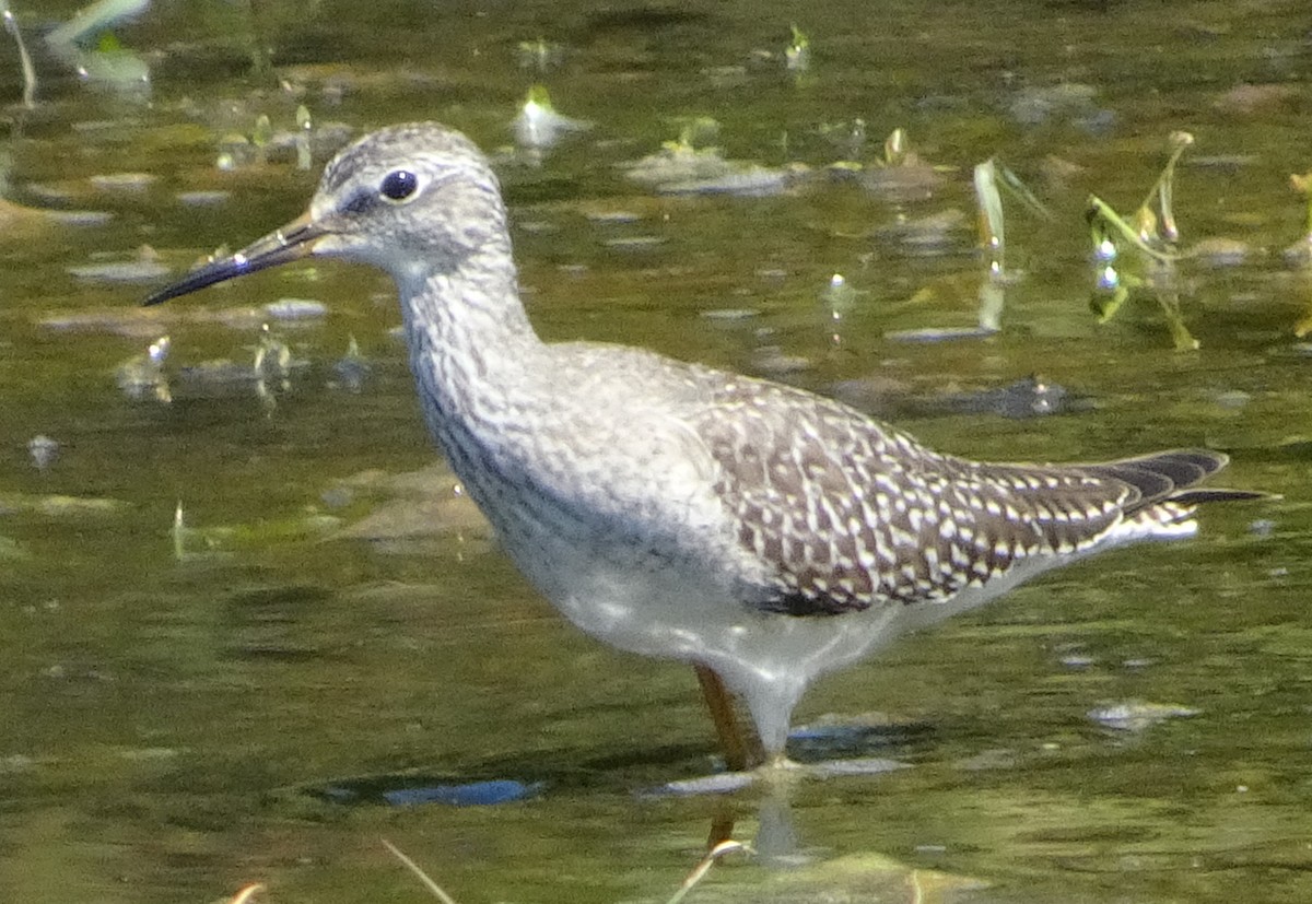 Lesser Yellowlegs - ML623365523