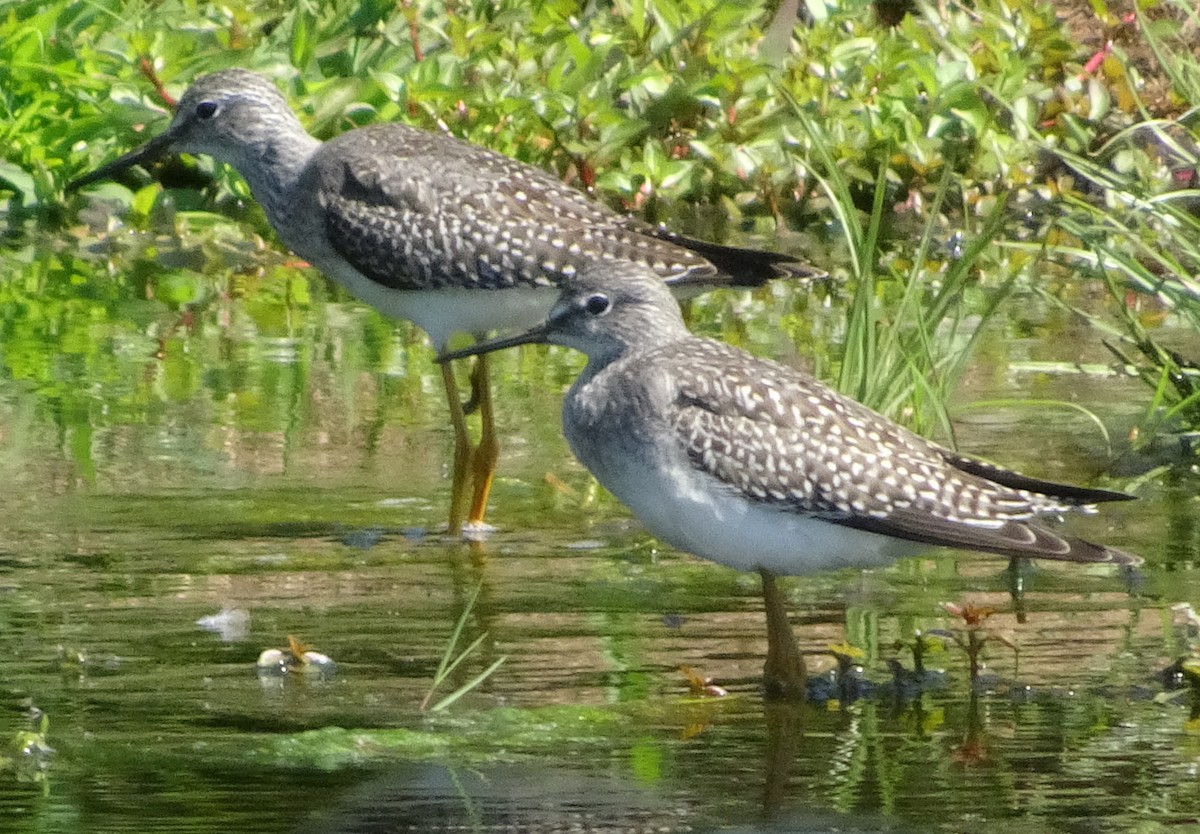 Lesser Yellowlegs - ML623365524