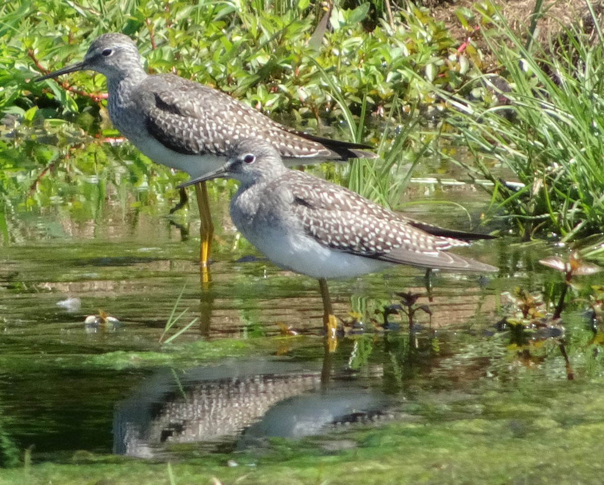 Lesser Yellowlegs - ML623365525