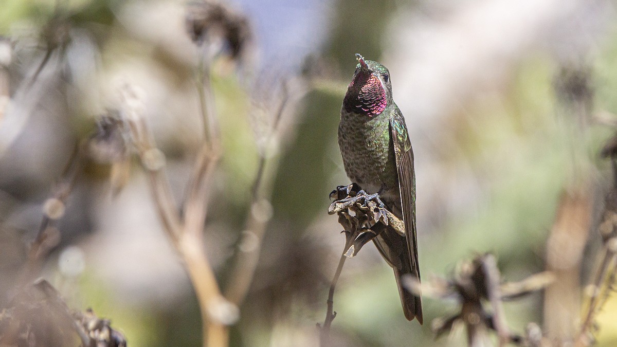 Bronze-tailed Comet - Pedro Allasi Condo - COAP - COLLAGUA BIRDER