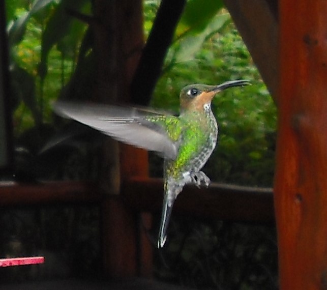 Green-crowned Brilliant - ML623365654