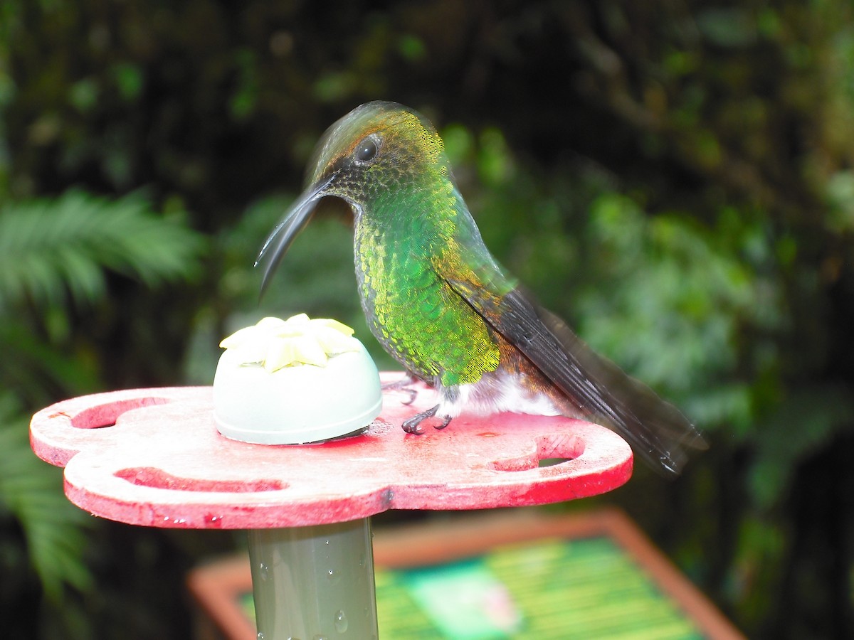 Green-crowned Brilliant - ML623365655