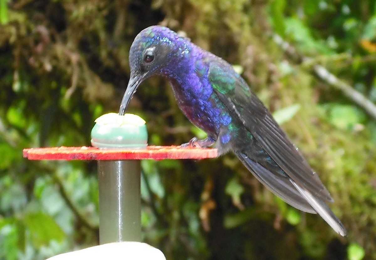 Violet Sabrewing - ML623365672