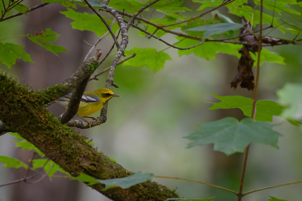 Lawrence's Warbler (hybrid) - ML623365694