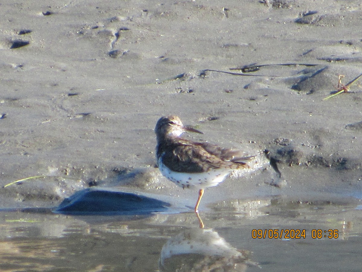 Spotted Sandpiper - ML623365705