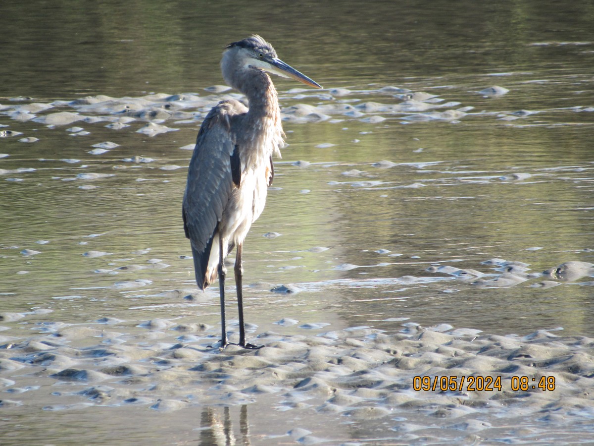 Great Blue Heron - ML623365733