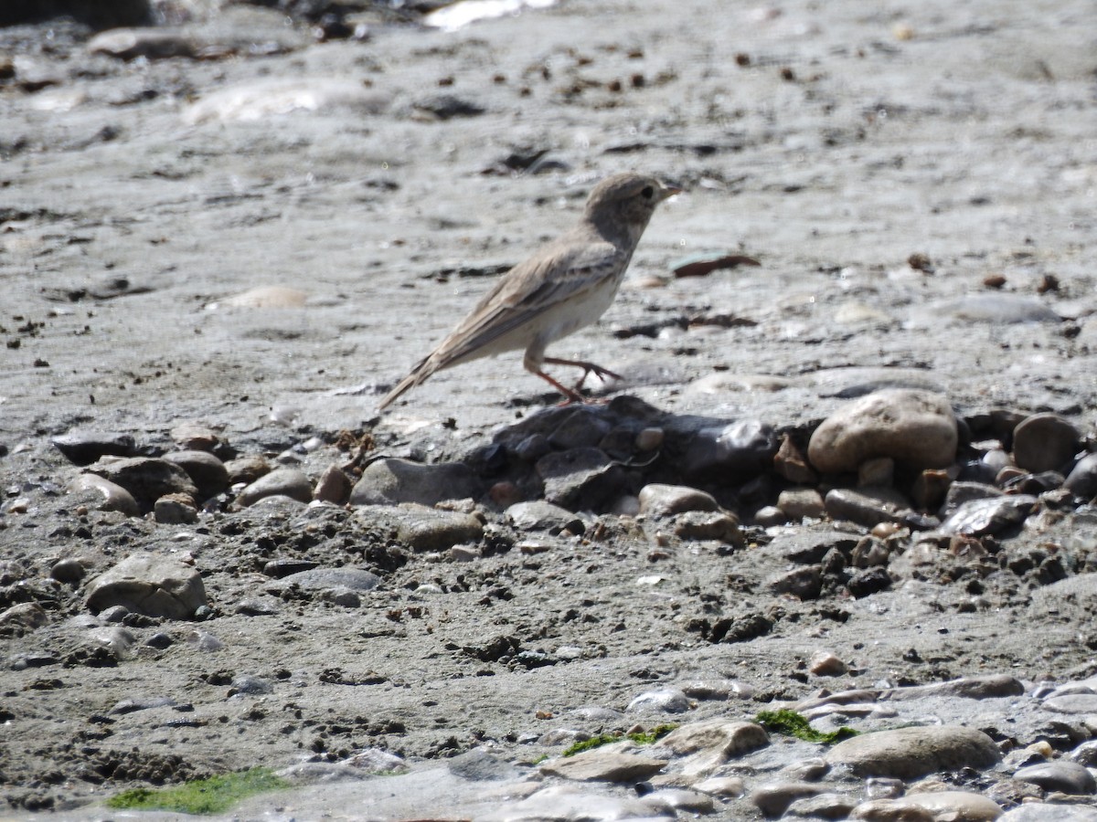 Sand Lark - ML623365763