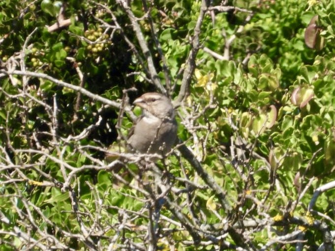 White-throated Canary - Elizabeth Stakenborg