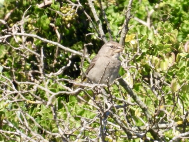 White-throated Canary - Elizabeth Stakenborg