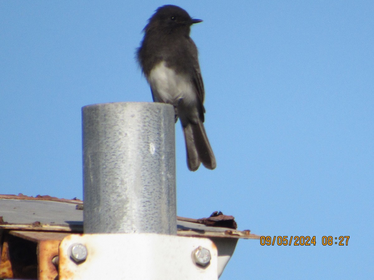 Black Phoebe - ML623365787