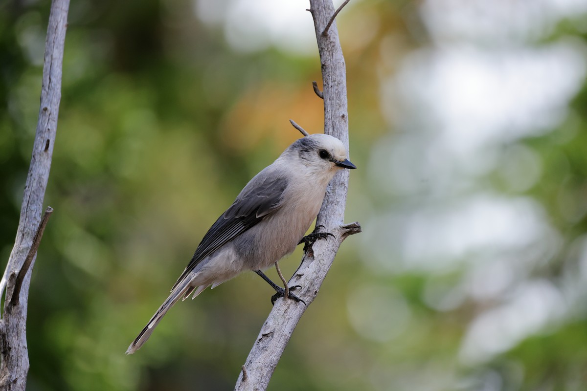 Canada Jay - ML623365789