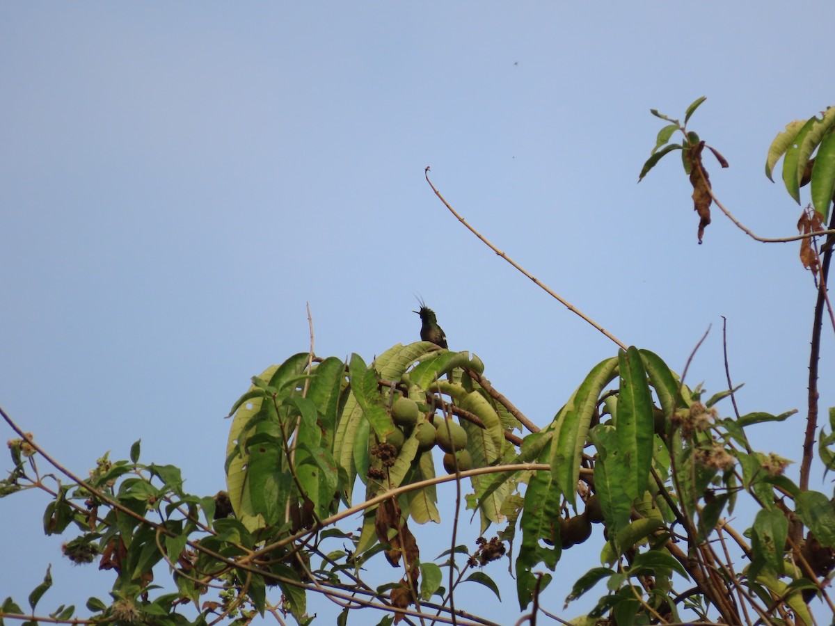 Wire-crested Thorntail - Maria Jose Valencia S-A