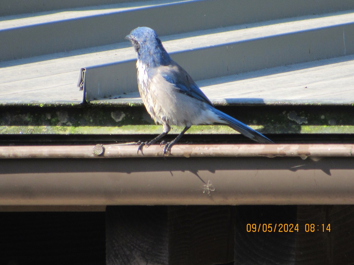 California Scrub-Jay - ML623365809