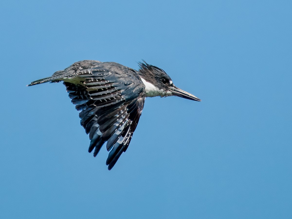 Martin-pêcheur d'Amérique - ML623365812