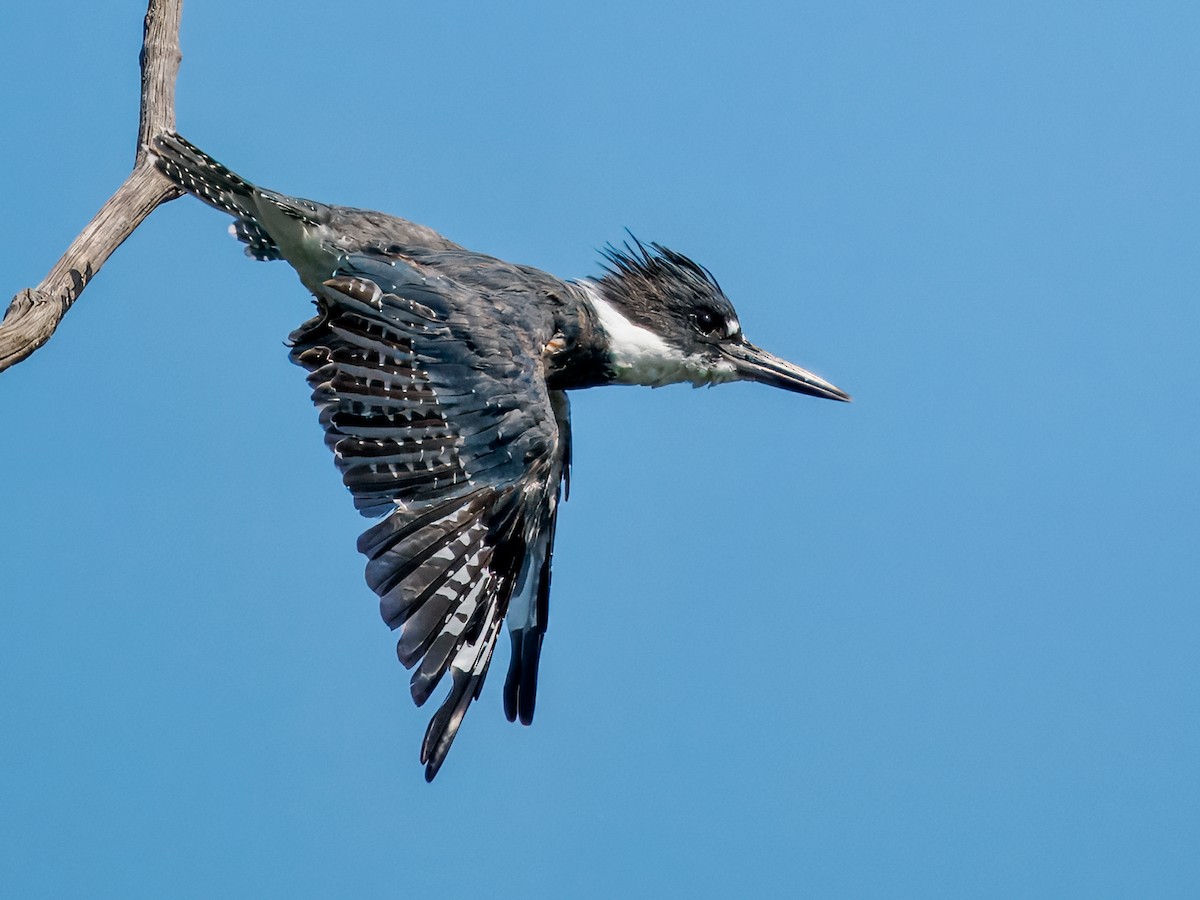 Martin-pêcheur d'Amérique - ML623365816