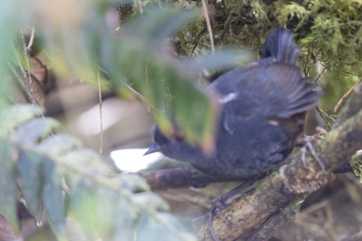 Chusquea Tapaculo - ML623365847