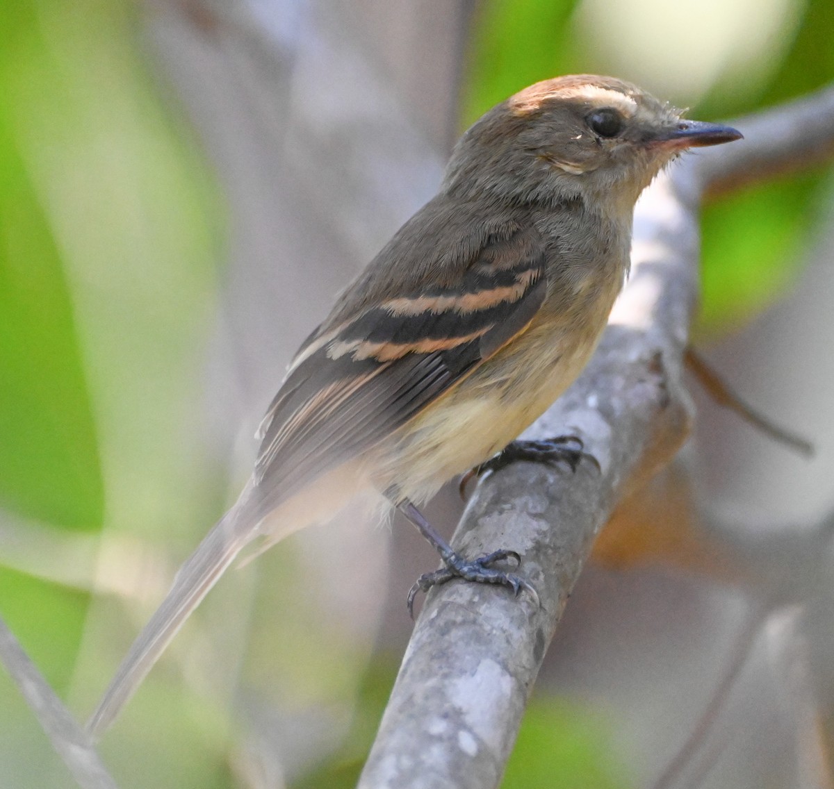 Fuscous Flycatcher - ML623365864