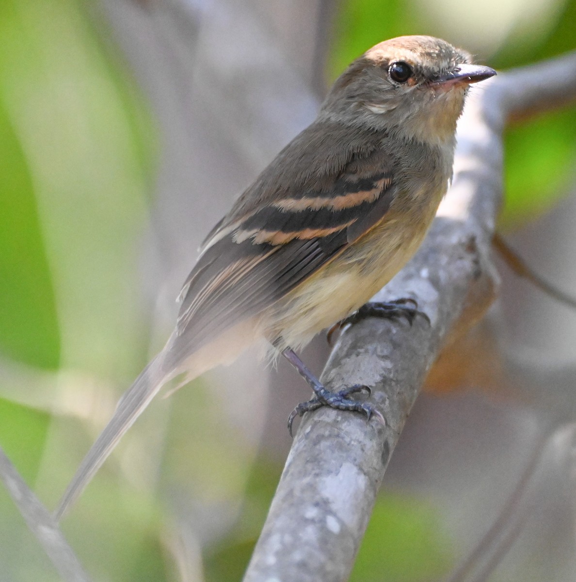 Fuscous Flycatcher - ML623365865