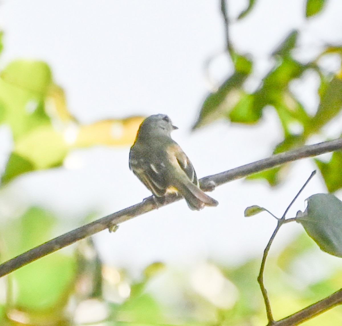 Fuscous Flycatcher - ML623365869