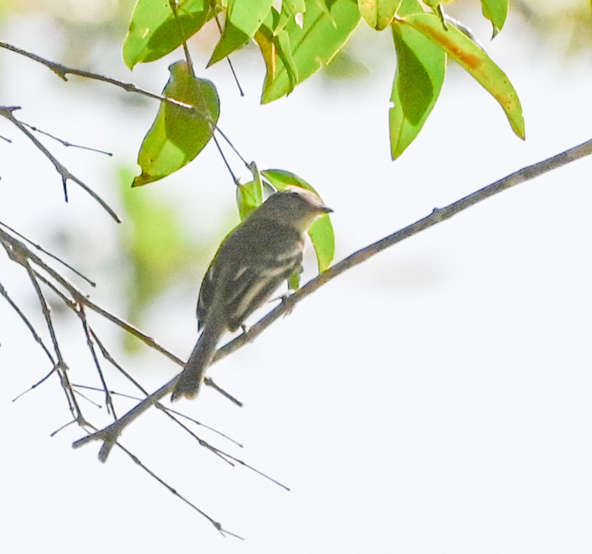 Fuscous Flycatcher - Dave Griswold