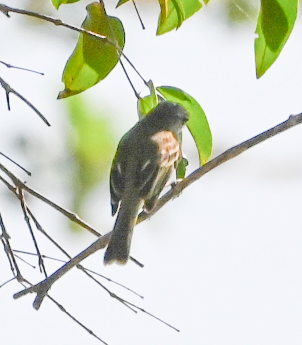 Fuscous Flycatcher - ML623365871