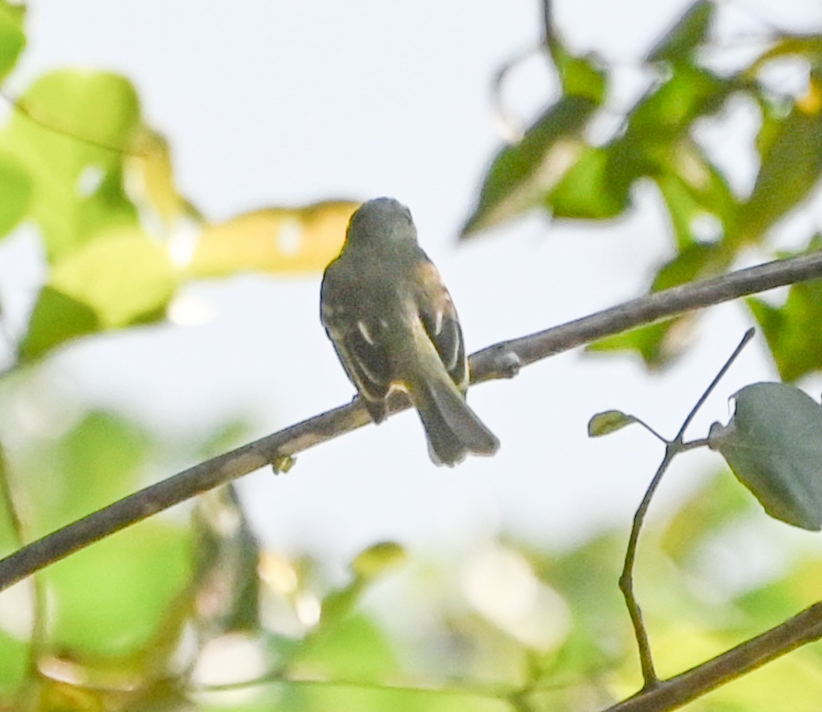 Fuscous Flycatcher - ML623365872