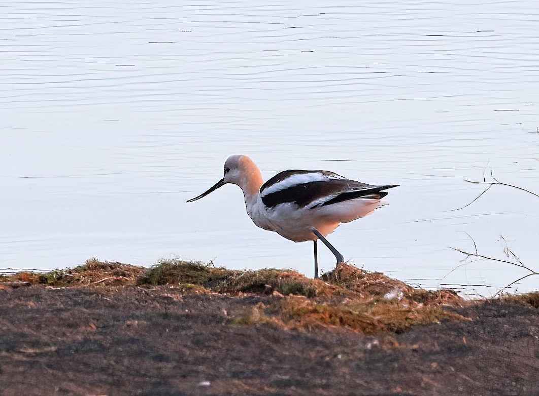 American Avocet - ML623365877