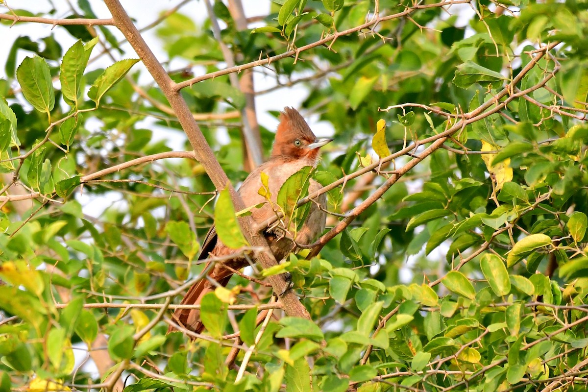 Brown Cacholote - ML623365933