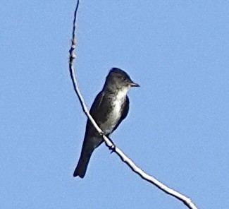 Olive-sided Flycatcher - ML623366037