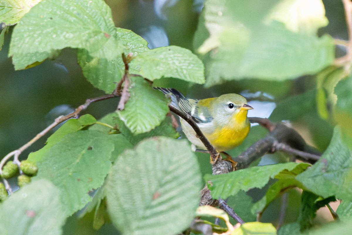 Northern Parula - ML623366132