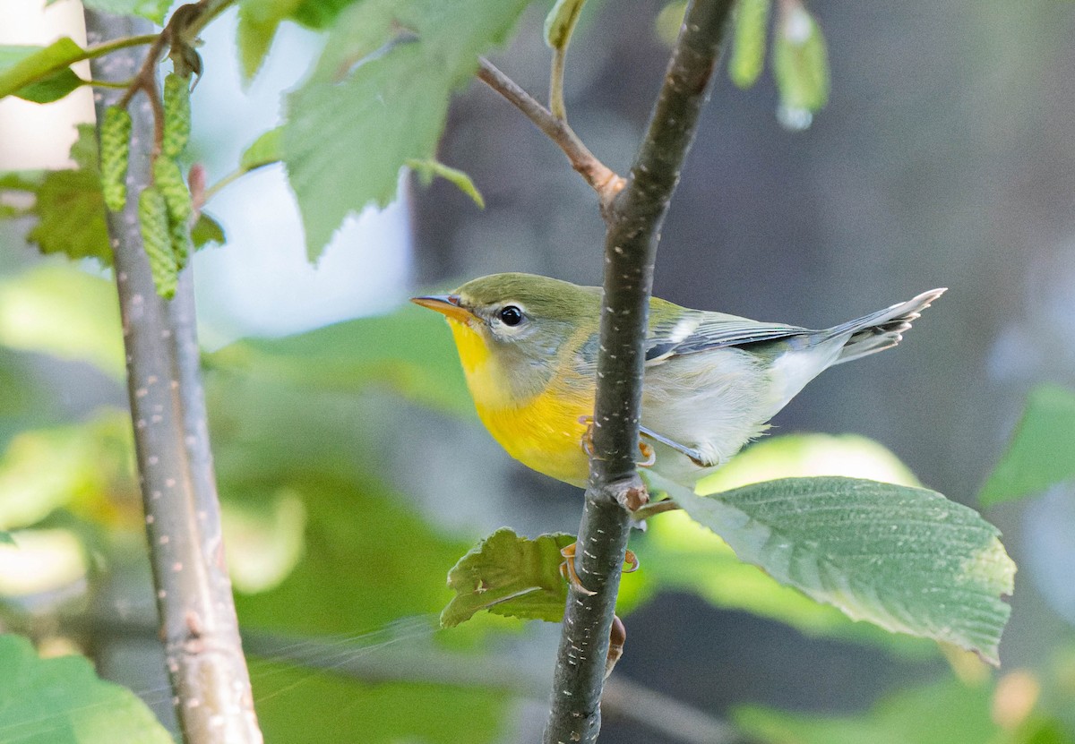 Northern Parula - ML623366133