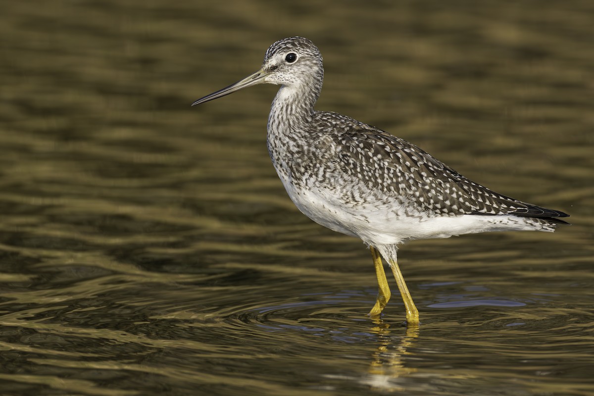 Greater Yellowlegs - ML623366193