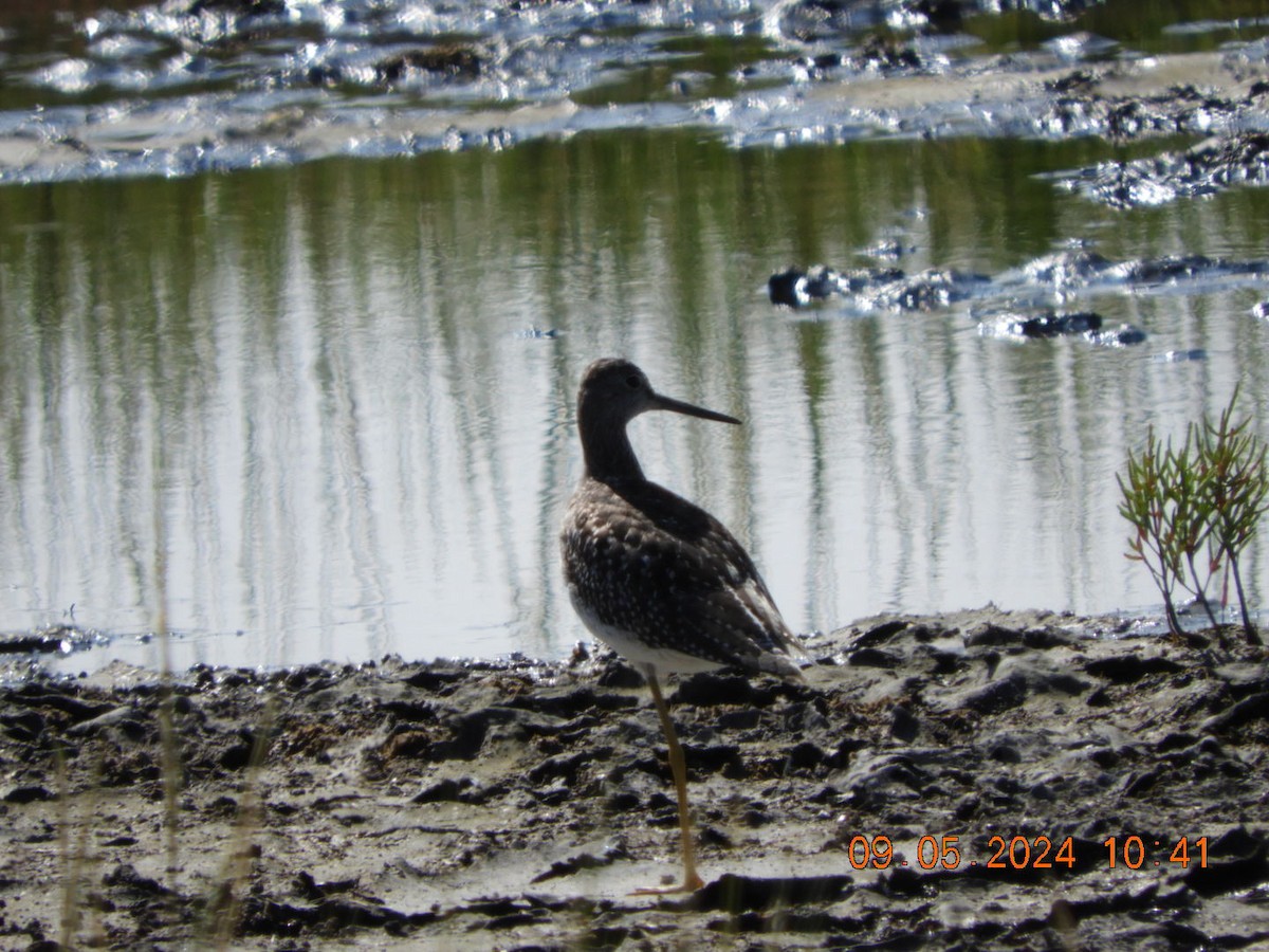 Greater Yellowlegs - ML623366268