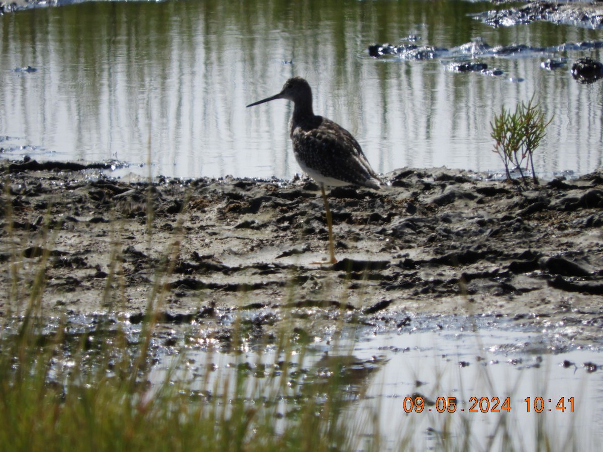 Greater Yellowlegs - ML623366272