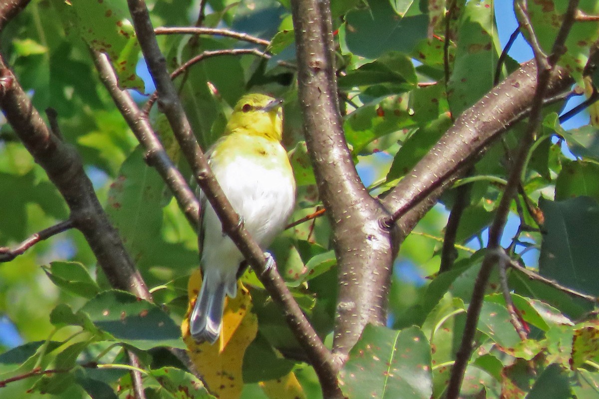 Viréo à gorge jaune - ML623366299