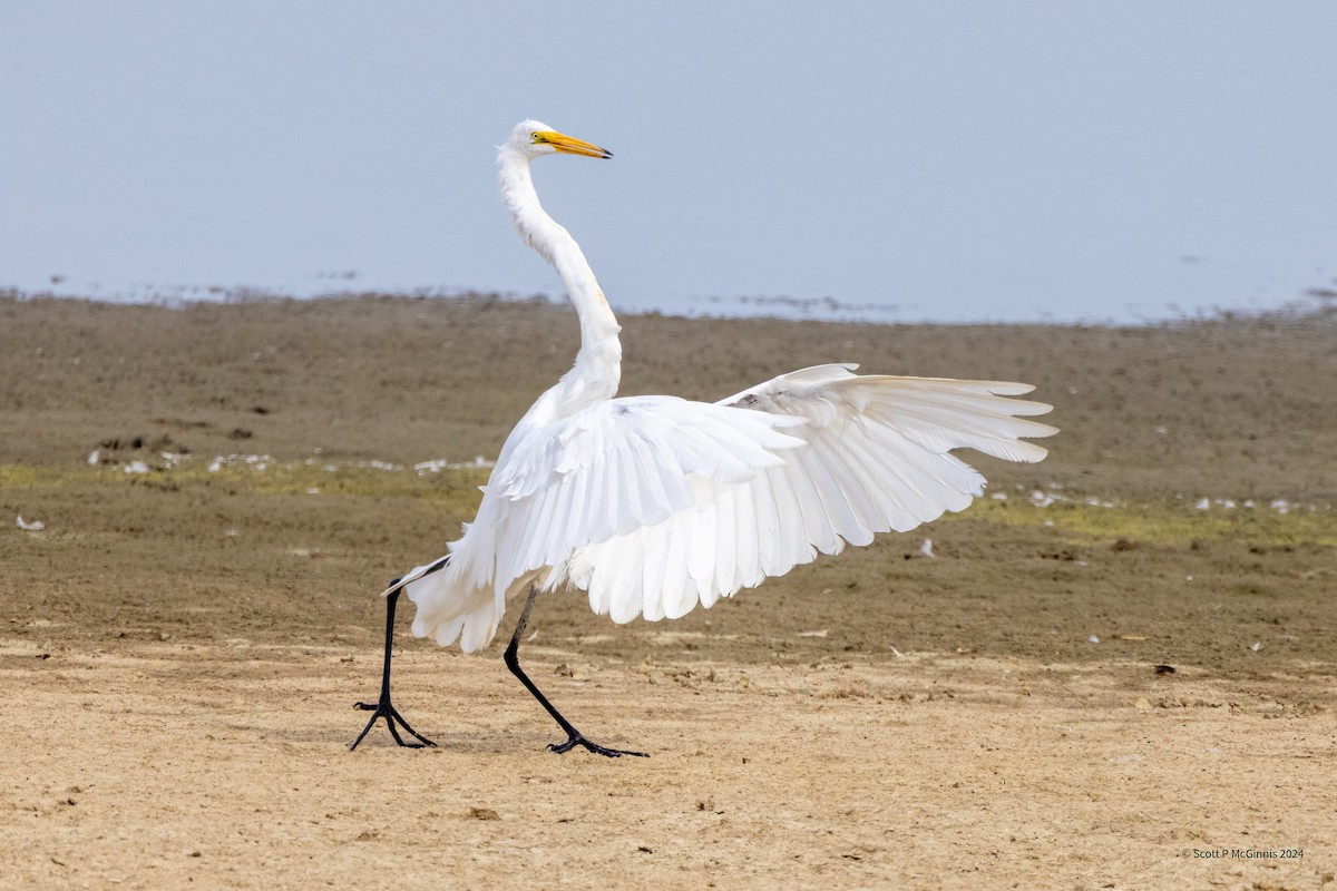 大白鷺 - ML623366304