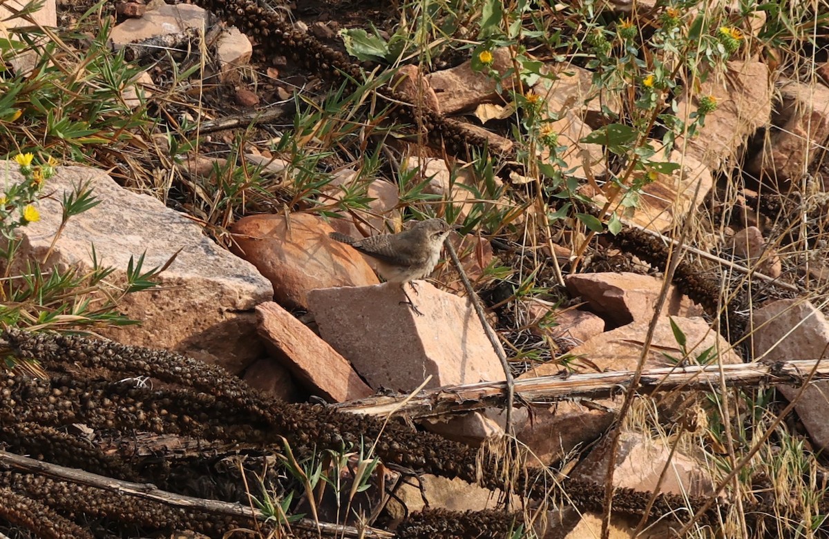 Rock Wren - ML623366328