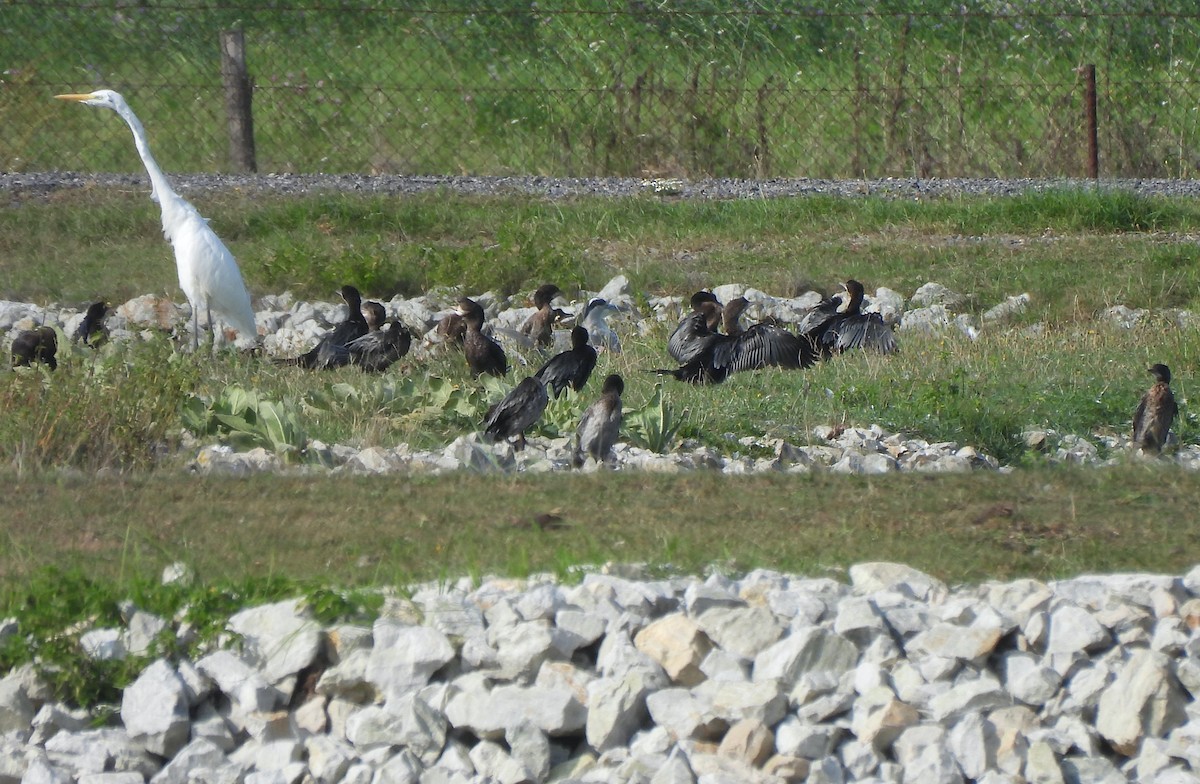 Pygmy Cormorant - ML623366330