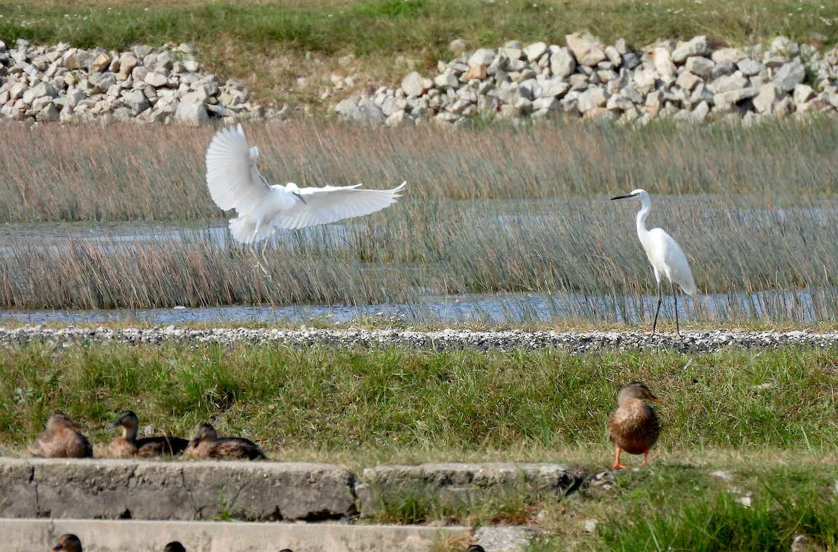 Little Egret - ML623366335